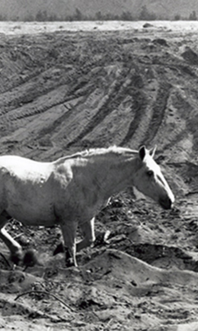 aq_block_1-Terrified Horse, Napa County, California, 1956, from Death of a Valley