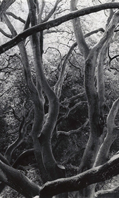 aq_block_1-Trees, Berkeley, California, 1957